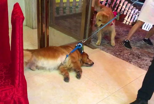 悲剧！金毛犬在餐馆蹭空调避暑反遭殴打致死，社会呼唤文明养犬
